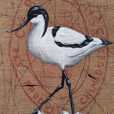 Avocette 