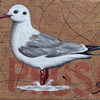 Mouette rieuse