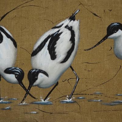 Avocette 1