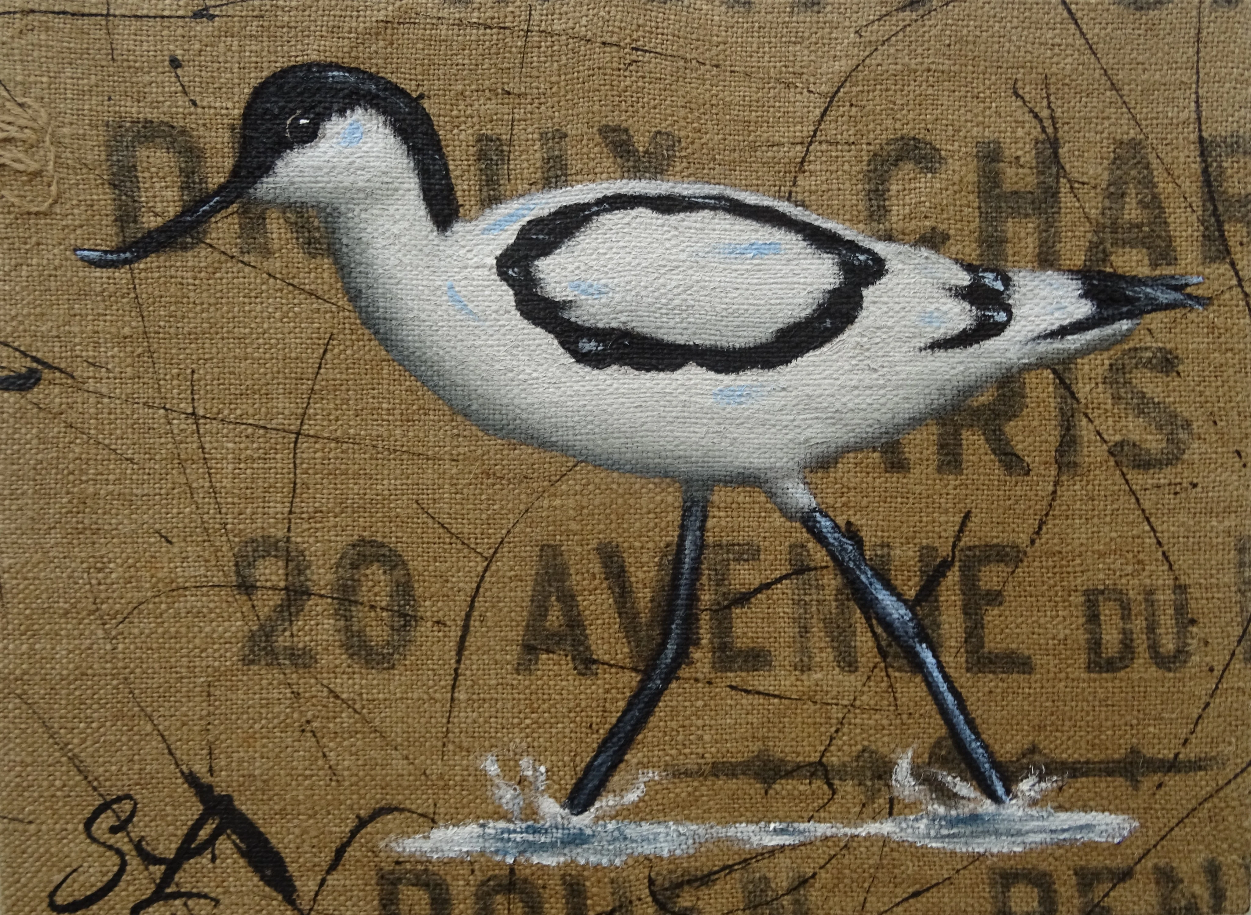 Avocette