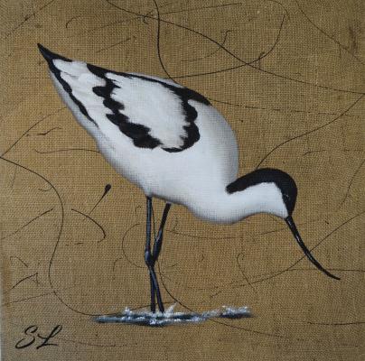 Avocette