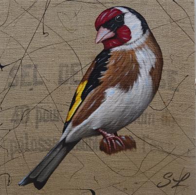 Chardonneret élégant