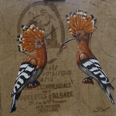 Duo de Huppe Fasciée