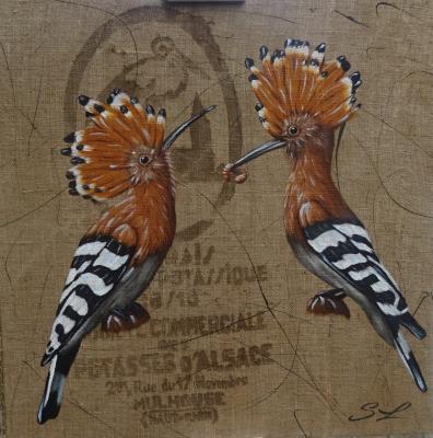 Duo de Huppe Fasciée