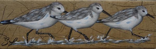 Petit Trio de Bécasseaux