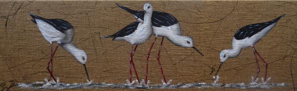 Quator d Echasses Blanche