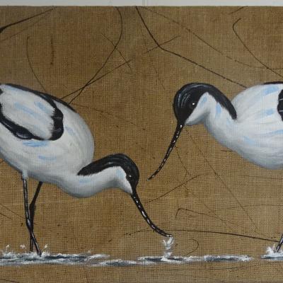 Quator d Avocettes