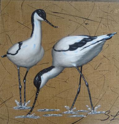 Duo d Avocettes élégantes