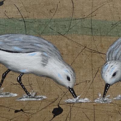 Quatuor de Bécasseaux
