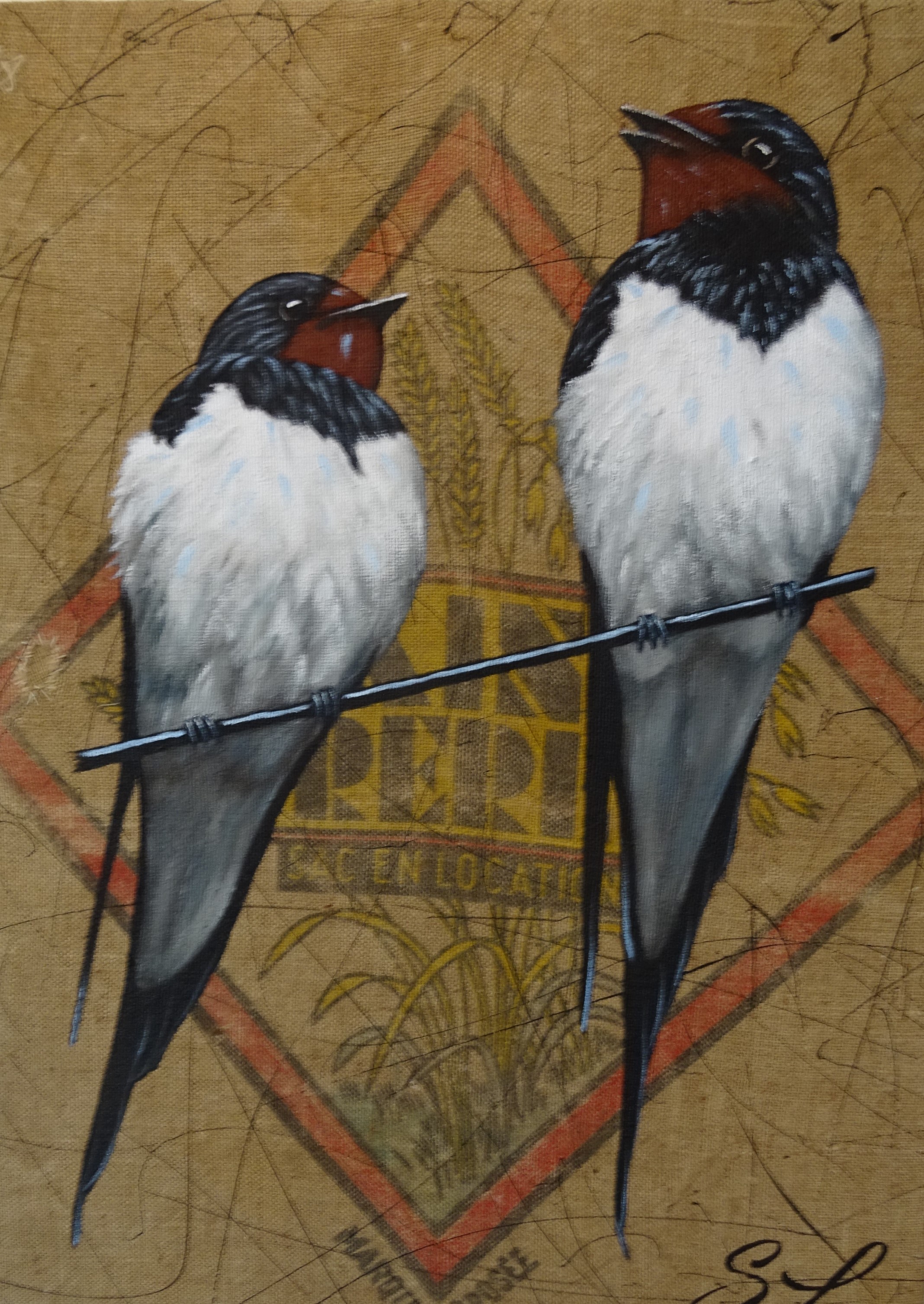 Duo d hirondelles rustiques