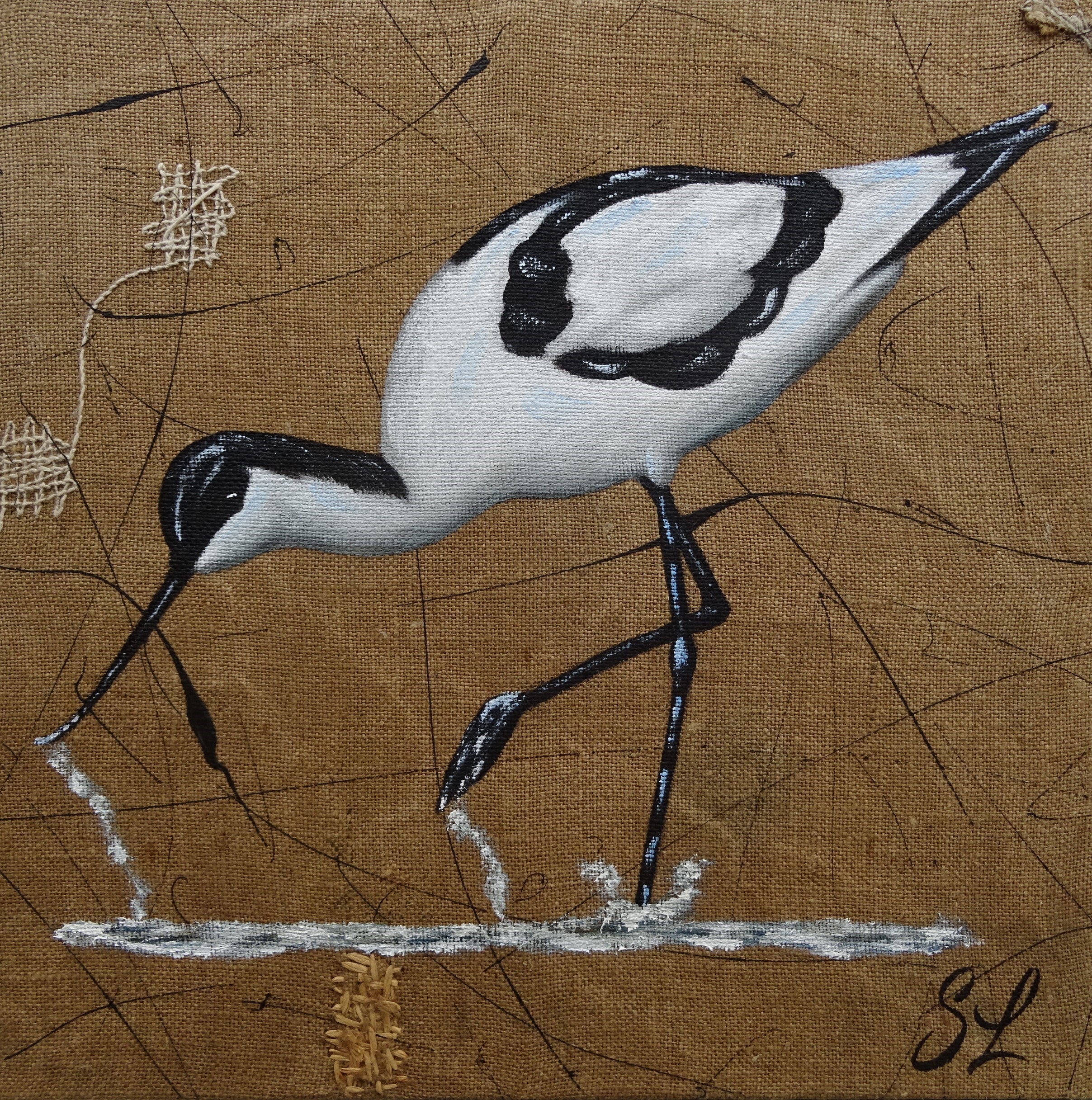 Avocette 