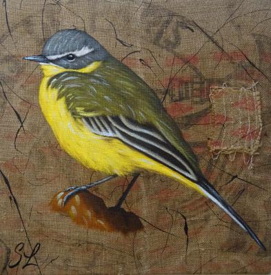 Bergeronnette  printaniére