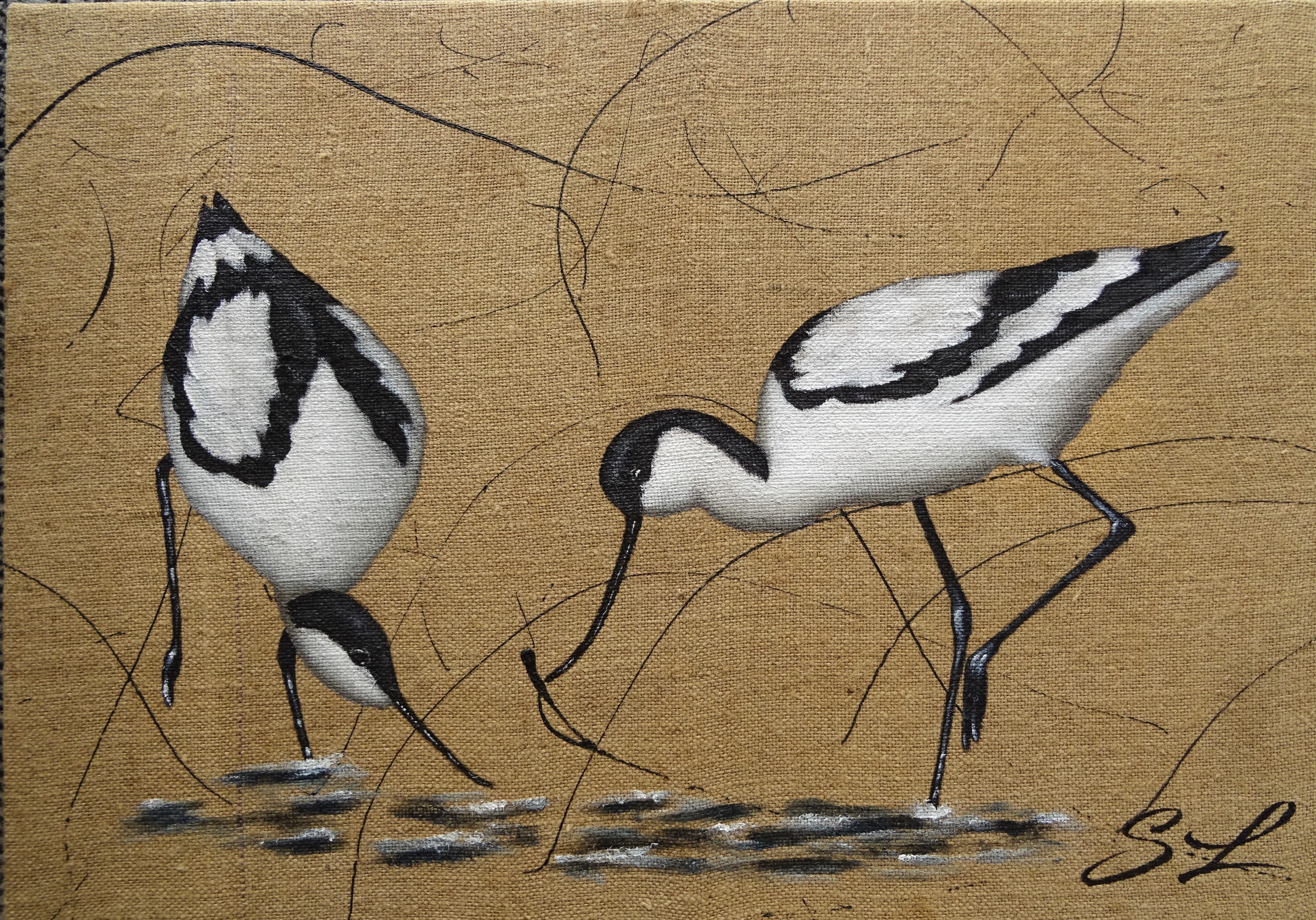 Duo avocette