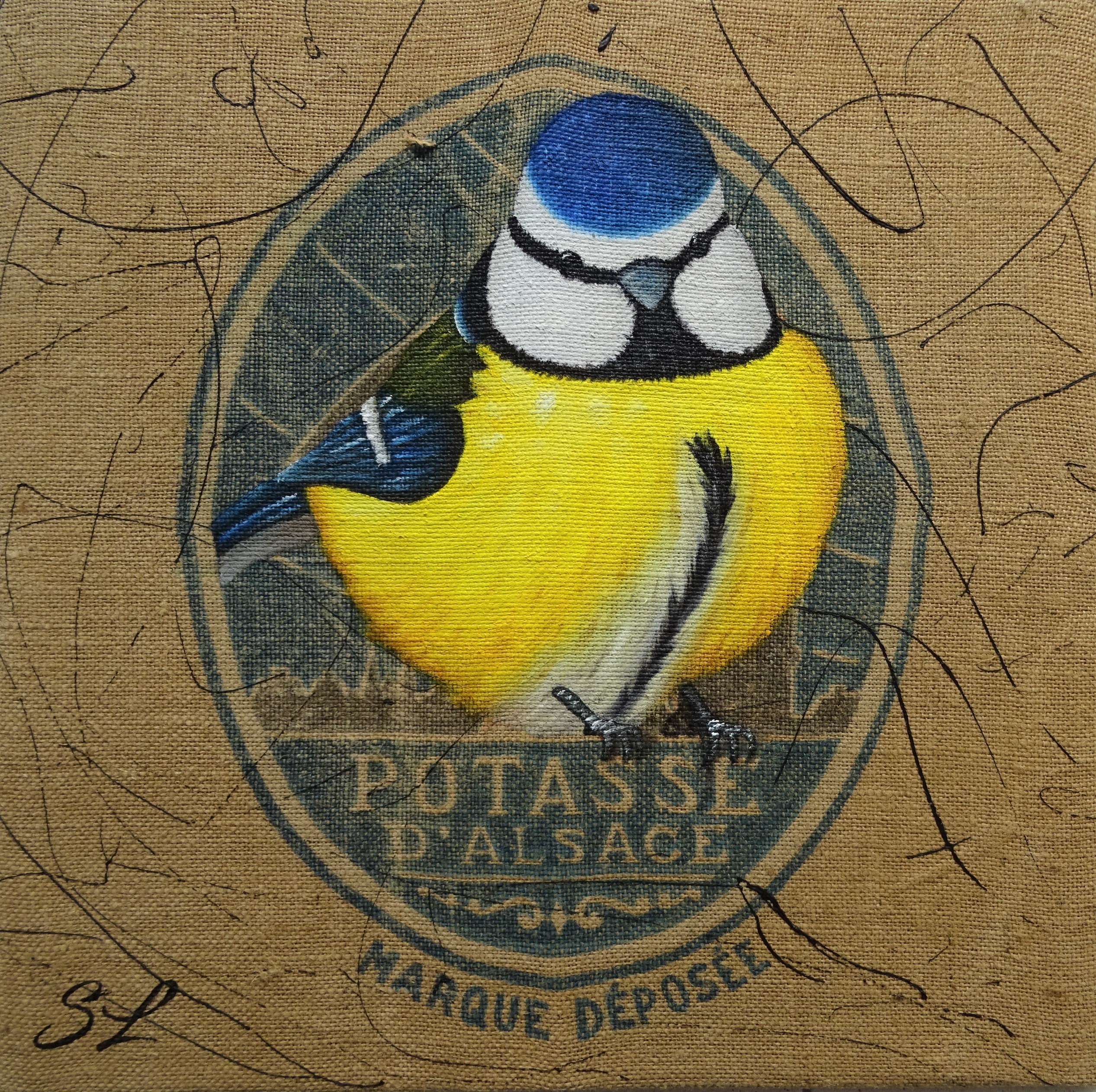 Mésange bleue