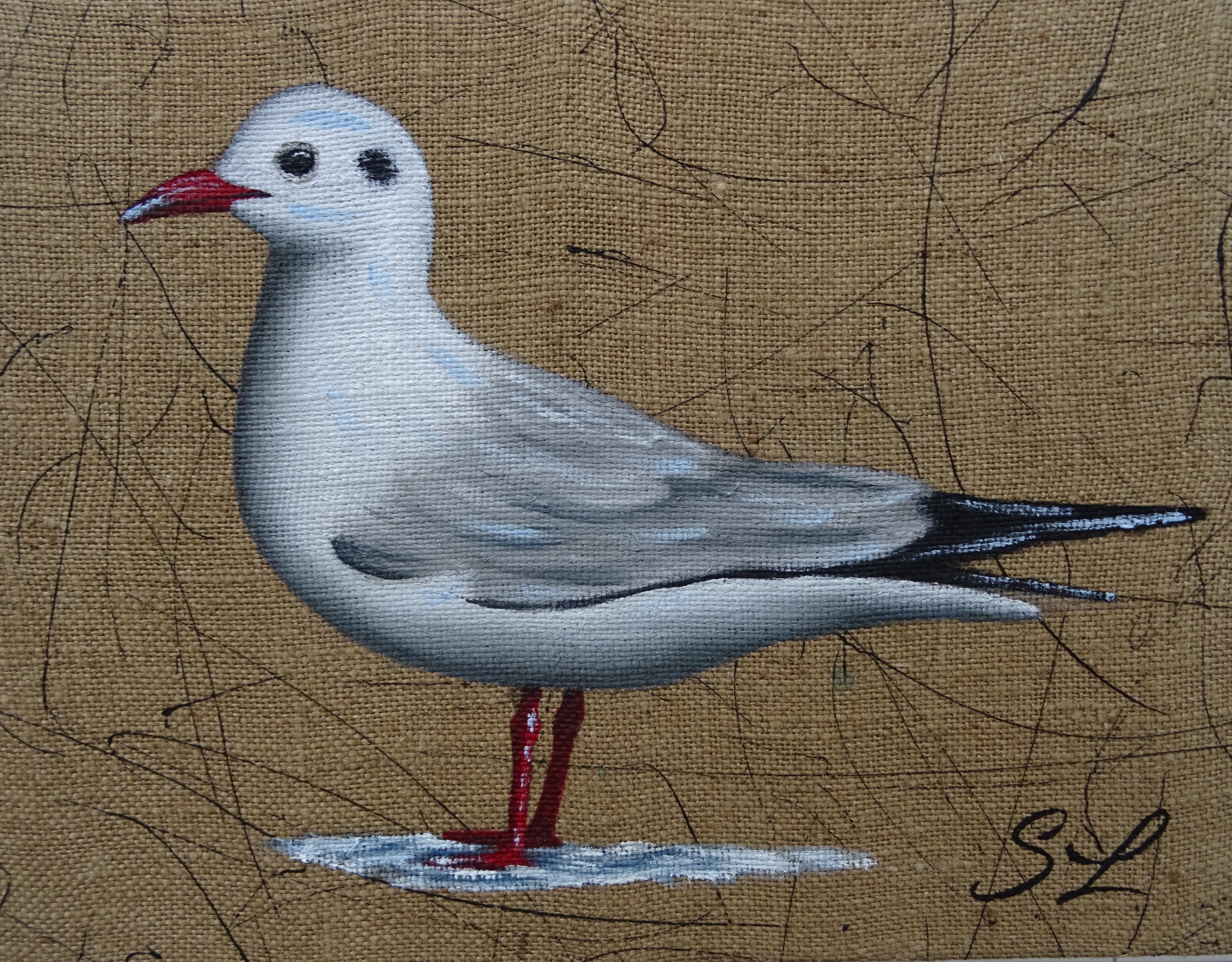 Mouette rieuse30