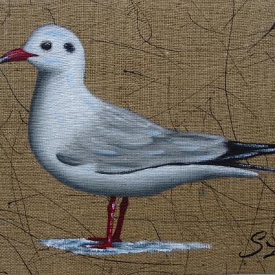 Mouette rieuse30