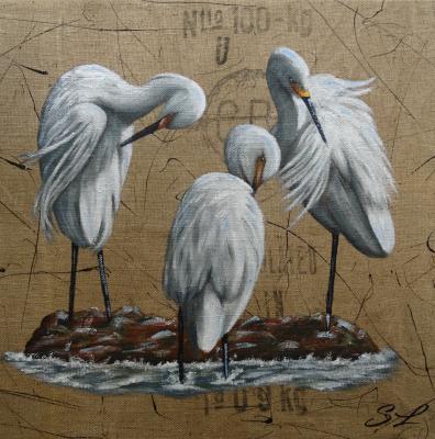 Trio aigrettes garzette