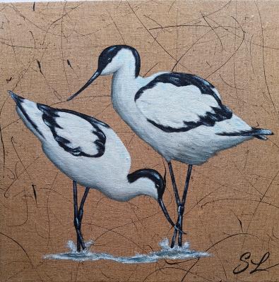 Avocettes