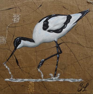 Avocette